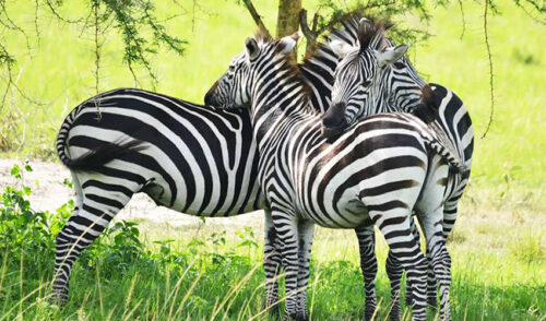 Kenya Wildlife Safari
