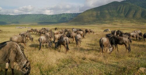 Tanzania Big Five Safari