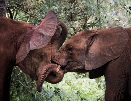 kenya safari