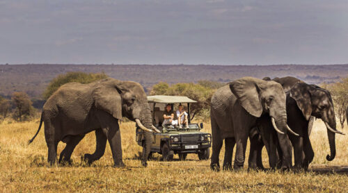 Safari Holiday