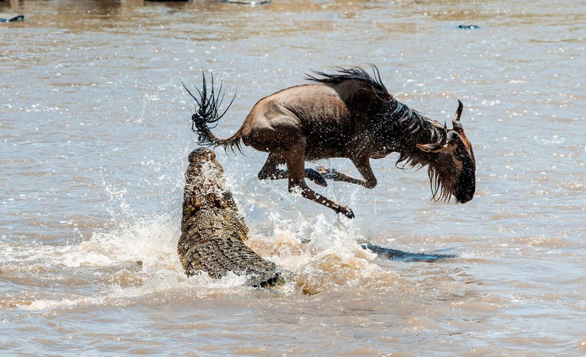 Serengeti