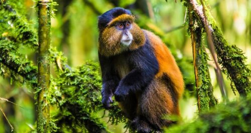 25 Days Gorilla Trekking, Chimps, Wildlife Safari