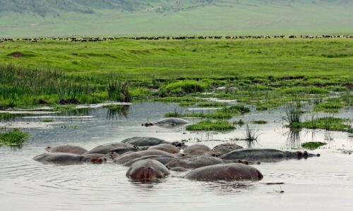Tanzania Wildlife