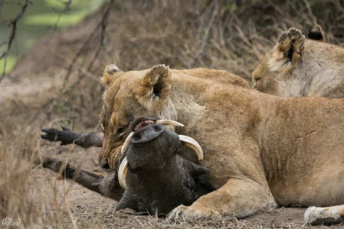 Tanzania