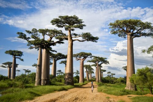 Tanzania Adventure