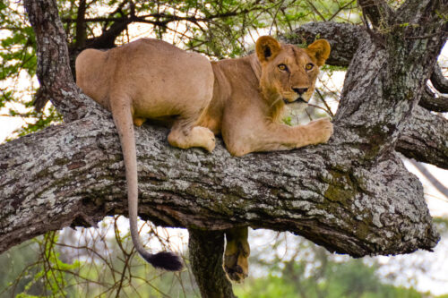 Luxury Safari