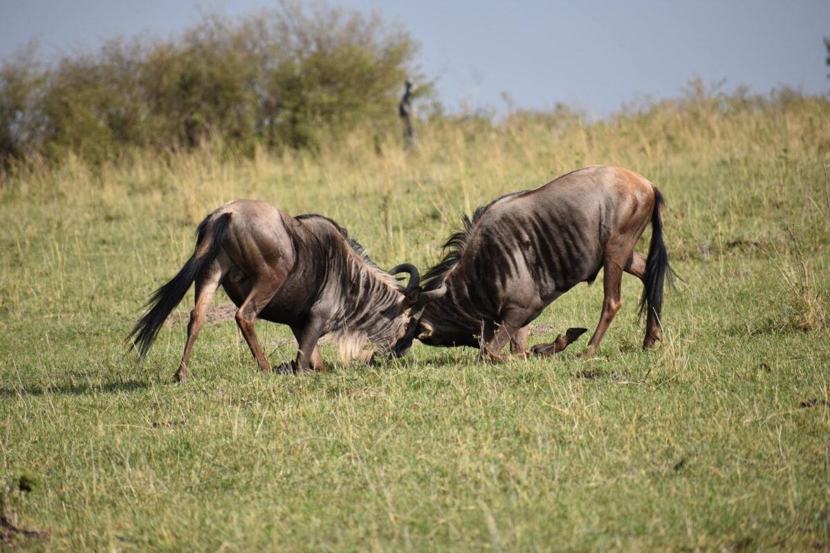 Kenya Luxury Safari