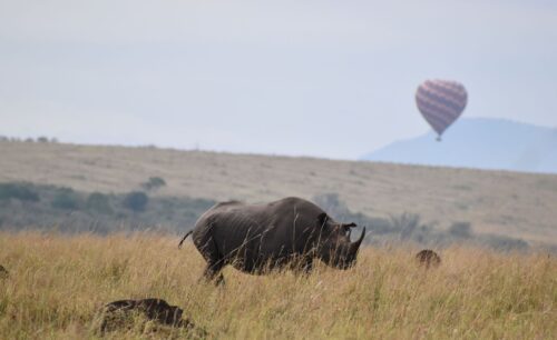 Best of Kenya Luxury Safari