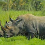 Ziwa Rhino Sanctuary