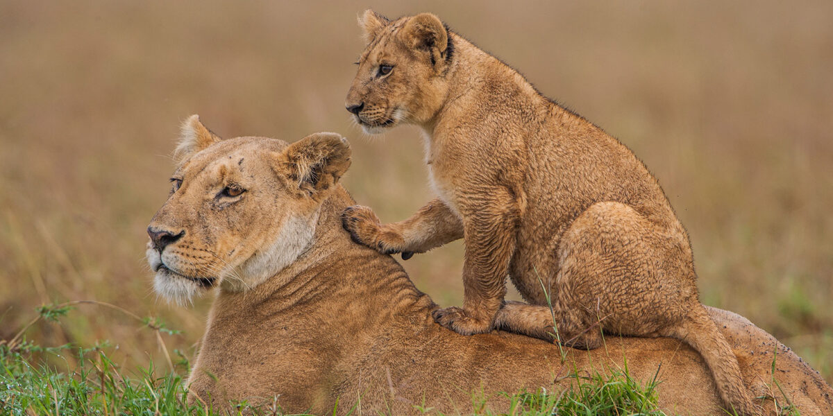 Murchison falls