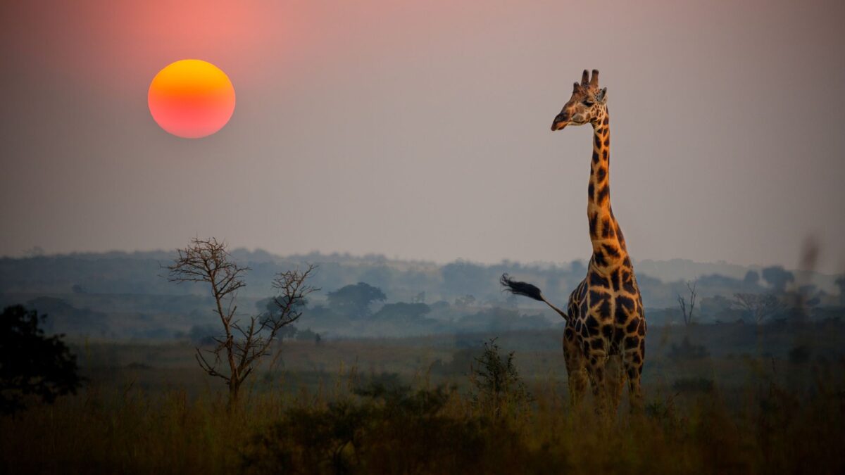 tanzania safari