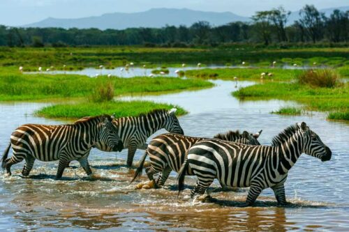 zebras-in-tanzania-4-touch-safari