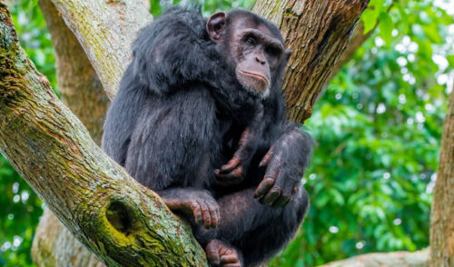 Chimpanzee Trekking Safari