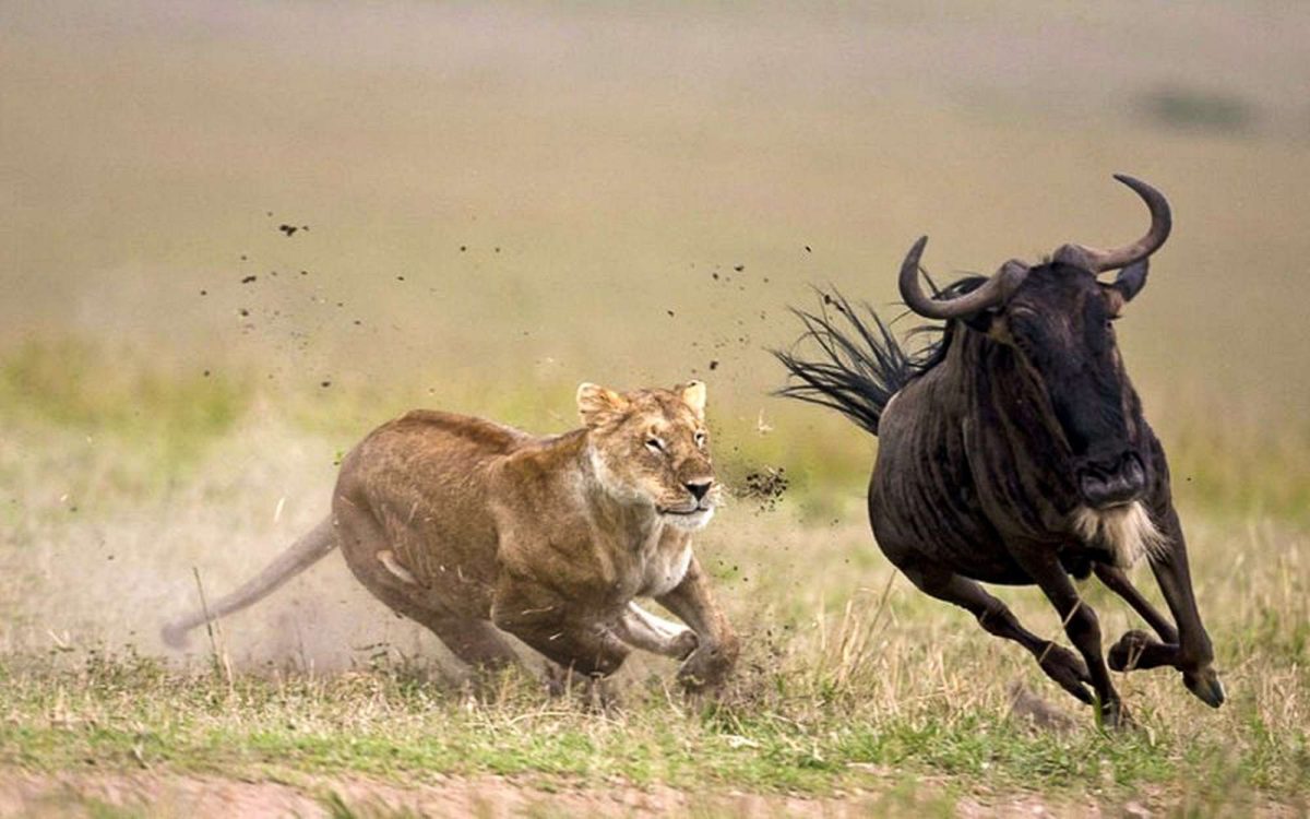 Masaai mara