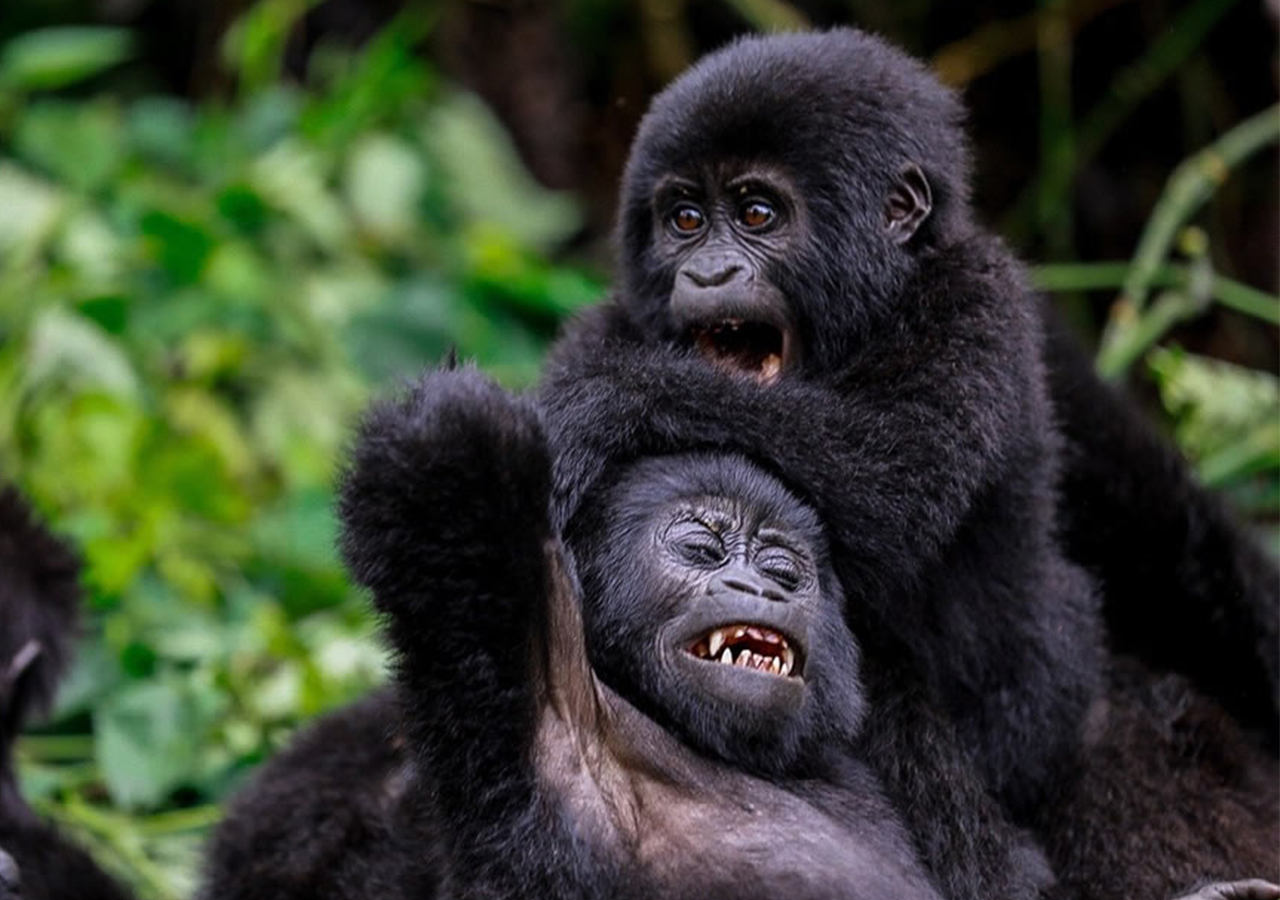 sarit gorilla