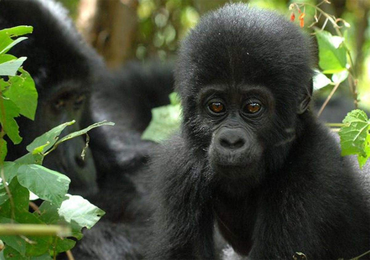 Gorilla Trekking Safari