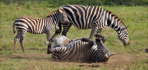 Safari in kidepo