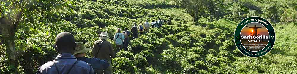 gorilla trekking