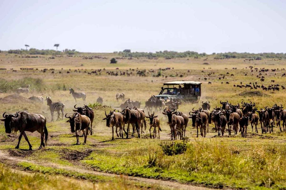 Wildebeest Migration