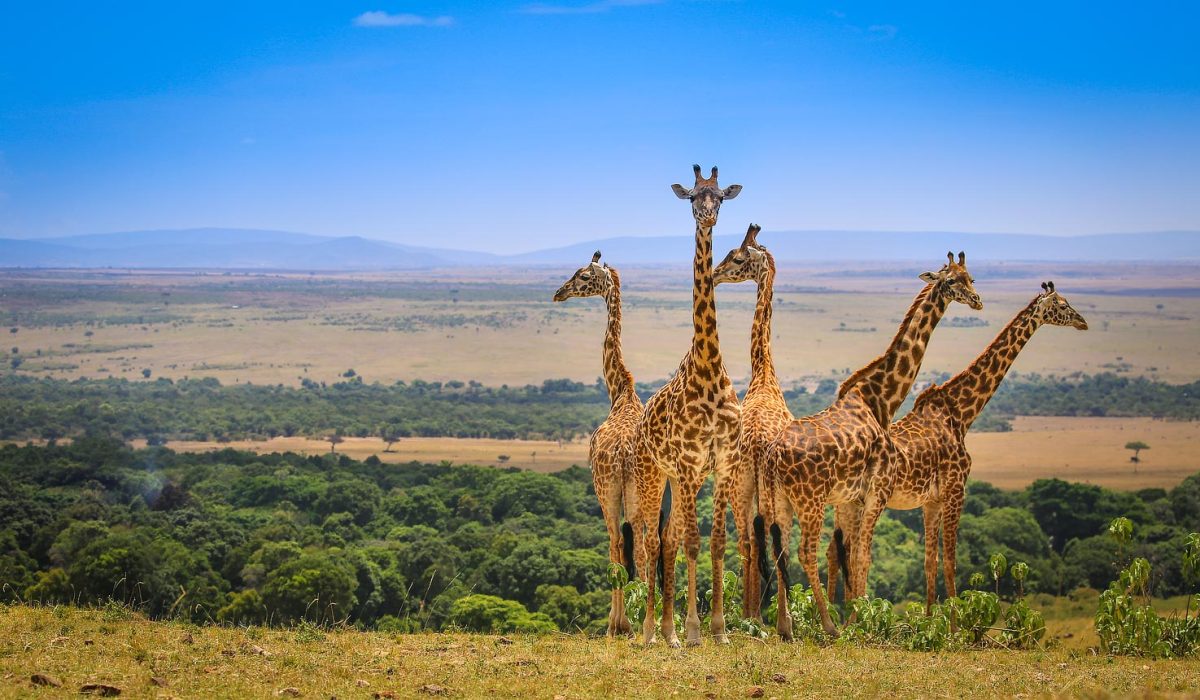 Kenya Safari