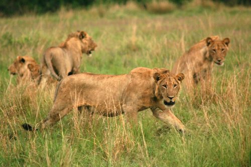 9 Days Best of Uganda Safari