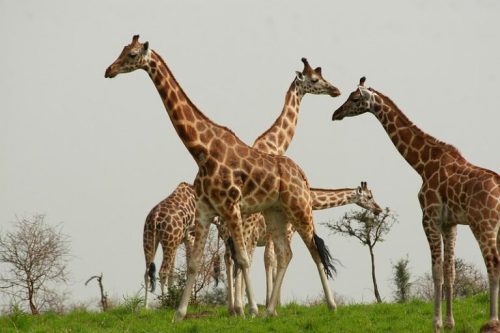 Game Drive in Murchison Falls