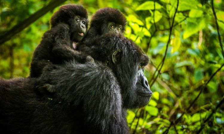 Rwanda Safari
