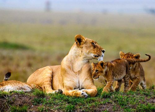 Safari Holiday