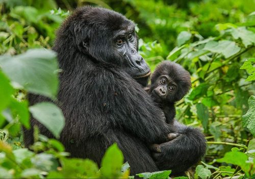 9 Days Best of Uganda Safari