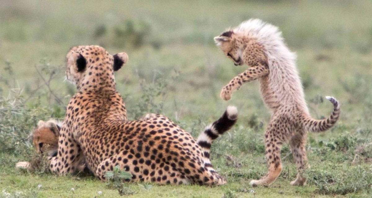 Tanzania Big Five Safari