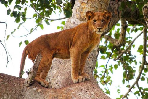 Murchison Falls
