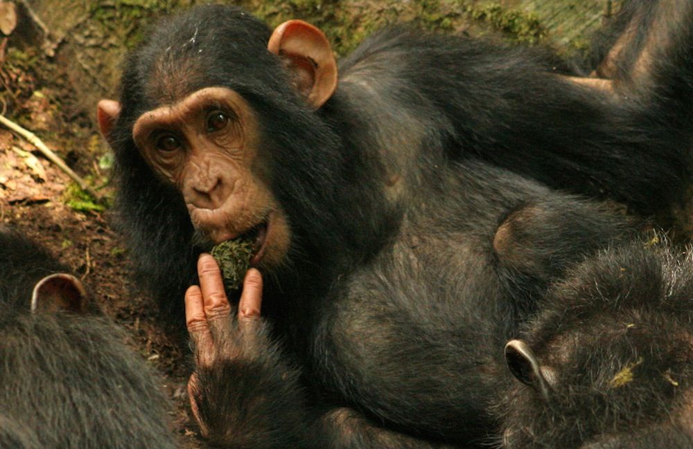 gorilla trekking