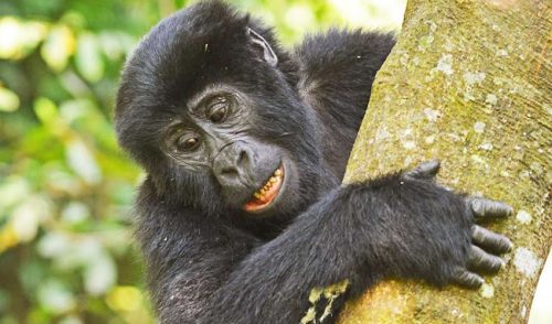 gorilla trekking