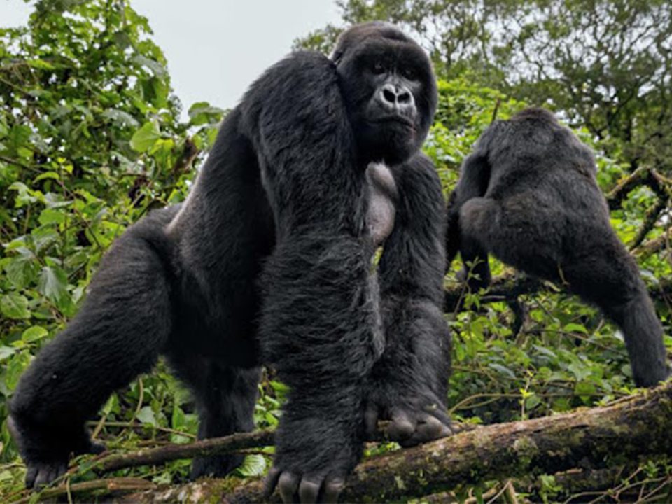 Gorilla Safaris