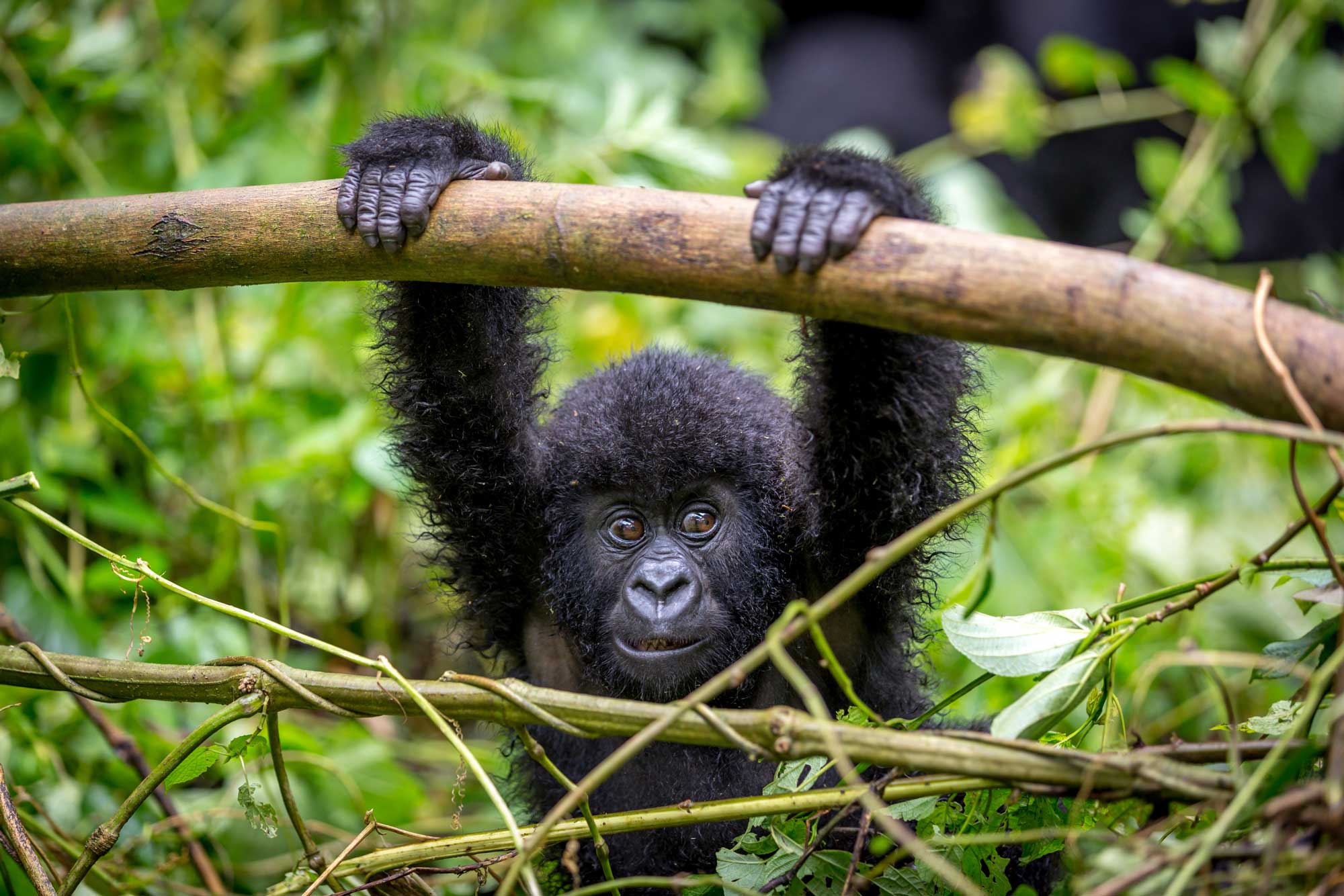 gorilla trekking