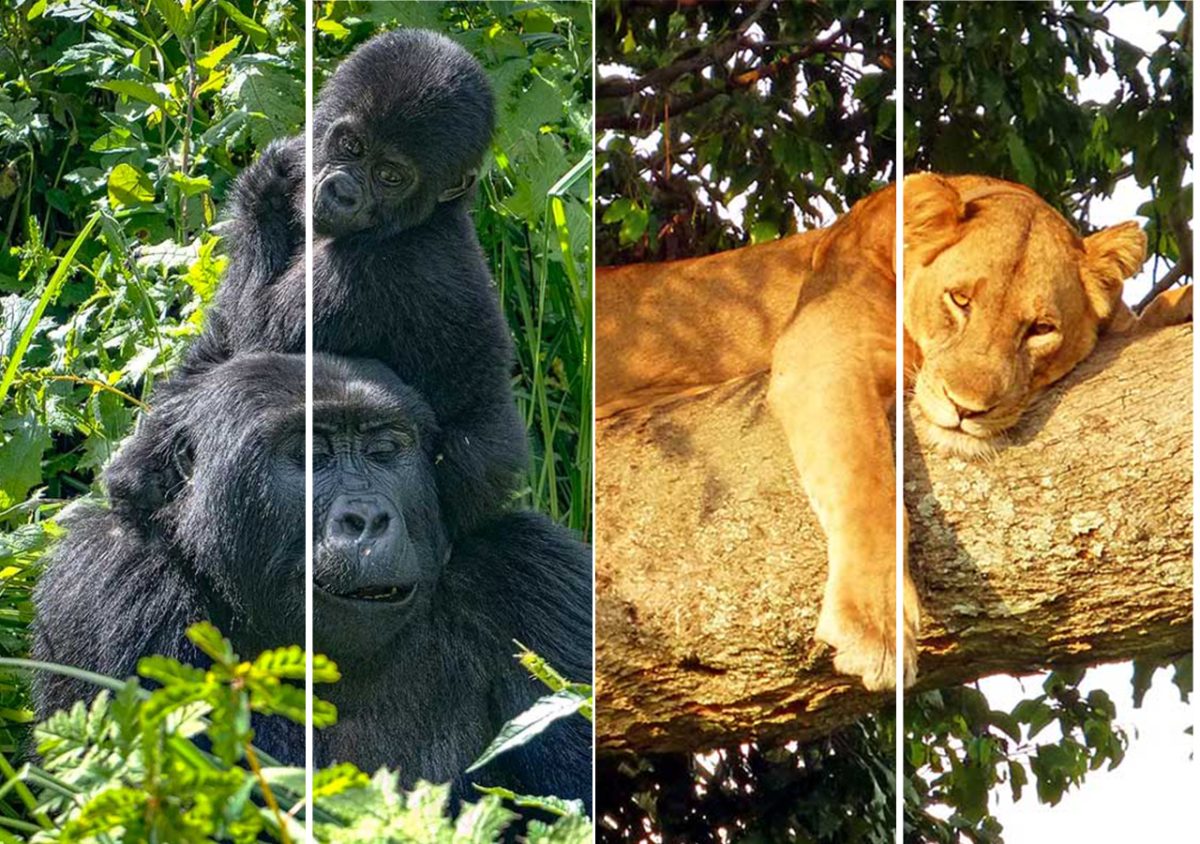 Gorilla Safaris