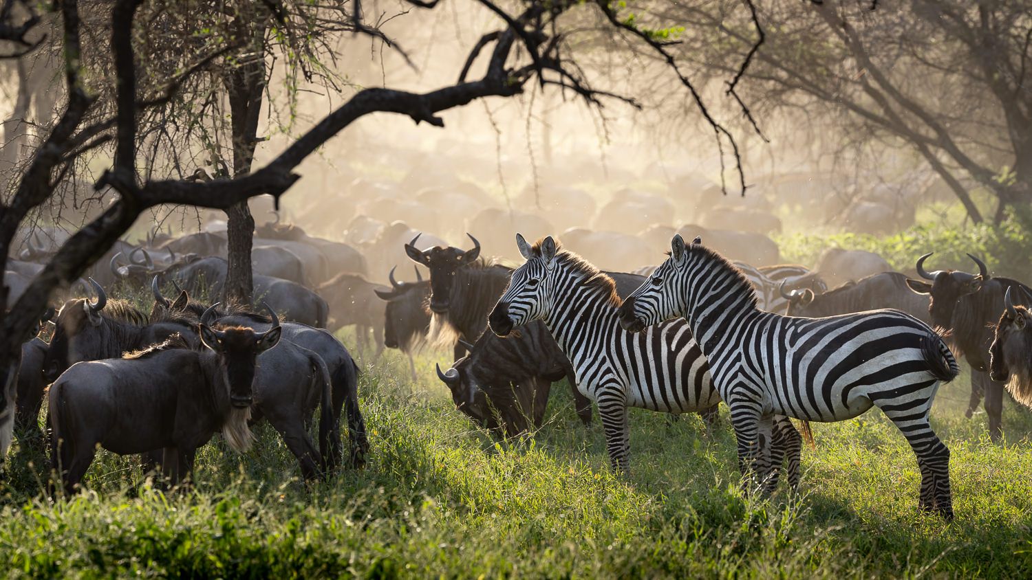 serengeti