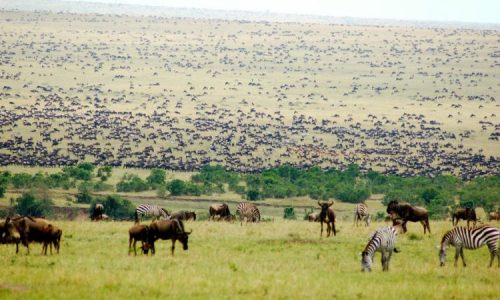 Serengeti