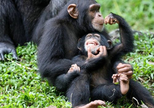 chimp and gorilla trekking