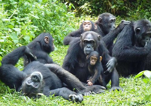 sarit gorilla safaris