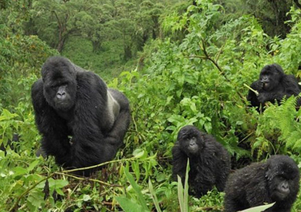gorilla trekking