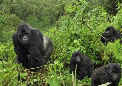 gorilla trekking