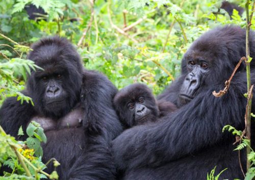 Gorilla Trekking Experience