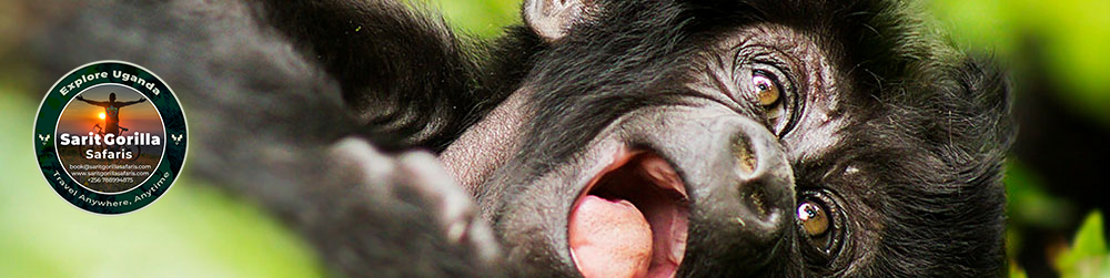 gorilla trekking