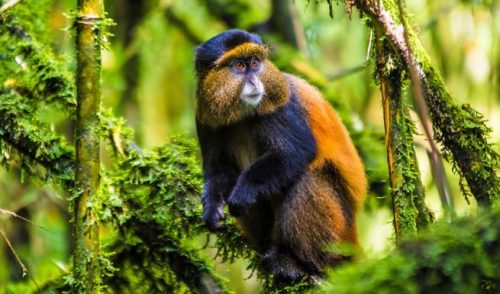 golden monkeys