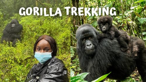 uganda gorilla