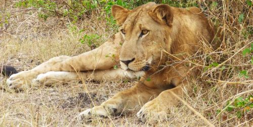 wildlife safari