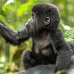 Uganda Gorilla Trekking