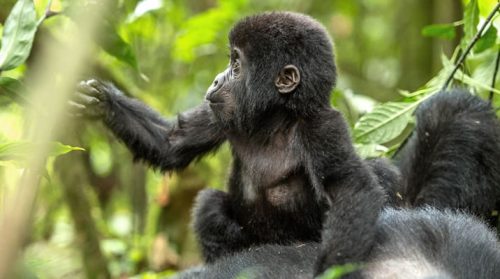 Uganda Gorilla Trekking