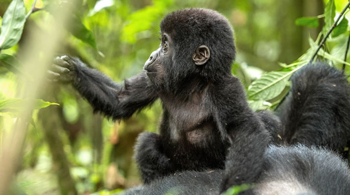 Uganda Gorilla Trekking
